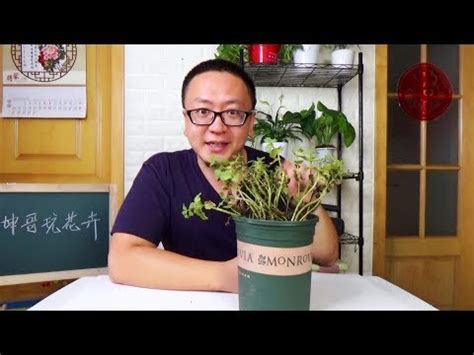 植物枯萎風水|【風水特輯】以為空氣好清新？家中擺錯植物恐招陰！。